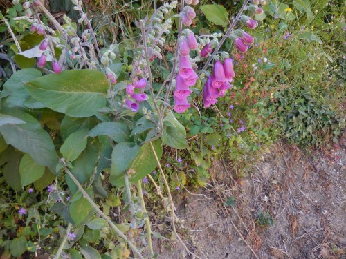 wp-1432746614880 image