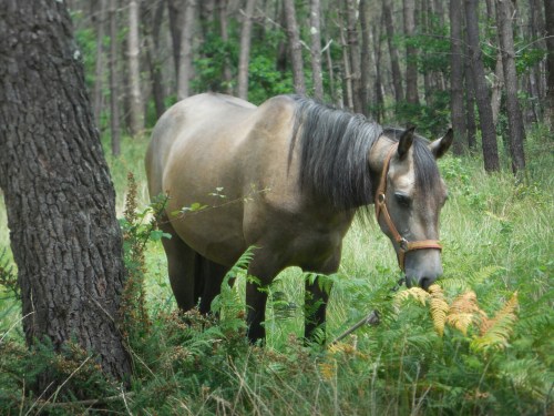 wp-1433304576687 image